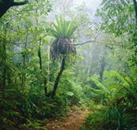 Lamington National Park and OReillys - Accommodation Brunswick Heads