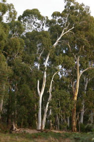 Heysen - The Cedars - Accommodation Brunswick Heads 2