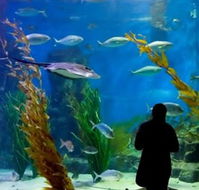 Melbourne Aquarium - Accommodation Brunswick Heads