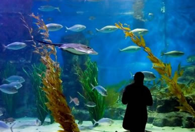 Melbourne Aquarium - Accommodation Brunswick Heads 0