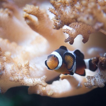 Melbourne Aquarium - Accommodation Brunswick Heads 2