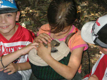 Koala Park Sanctuary - Accommodation Brunswick Heads 3