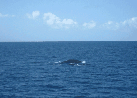 Carlo Fishing Charters - Accommodation Brunswick Heads 1