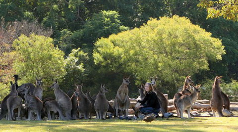 Lone Pine Koala Sanctuary - Accommodation Brunswick Heads 1