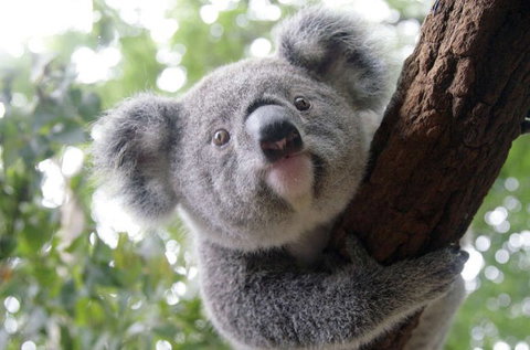Lone Pine Koala Sanctuary - Accommodation Brunswick Heads 3