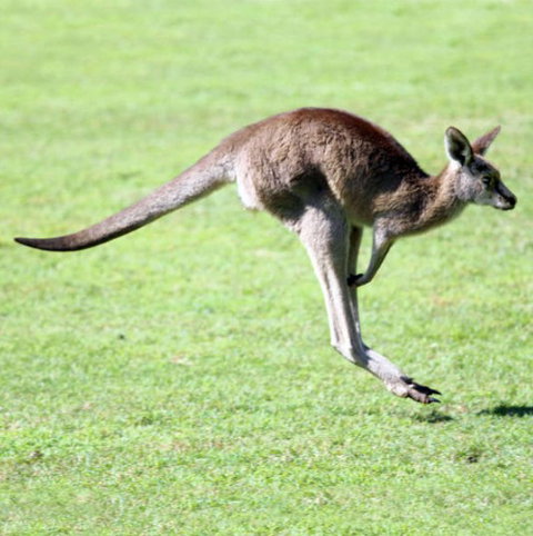 Lone Pine Koala Sanctuary - Accommodation Brunswick Heads 4