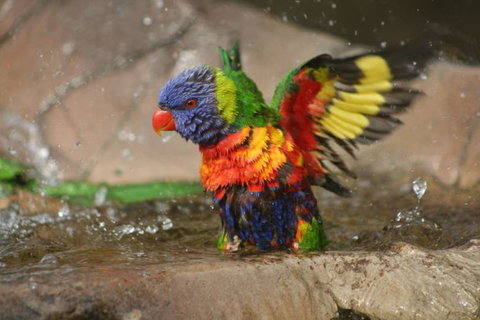 Lone Pine Koala Sanctuary - Accommodation Brunswick Heads 5
