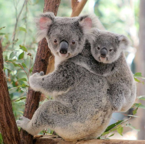 Lone Pine Koala Sanctuary - Accommodation Brunswick Heads 6