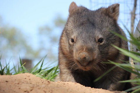 Lone Pine Koala Sanctuary - Accommodation Brunswick Heads 7