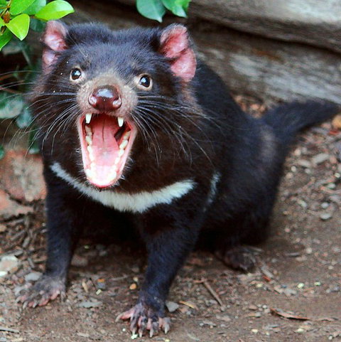 Lone Pine Koala Sanctuary - Accommodation Brunswick Heads 8