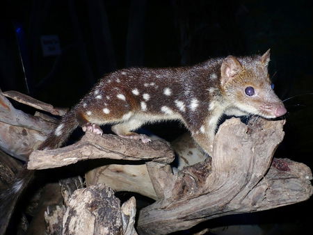 East Coast Natureworld - Accommodation Brunswick Heads 5