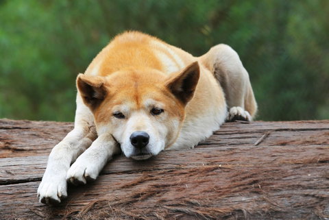 Potoroo Palace - Accommodation Brunswick Heads 1