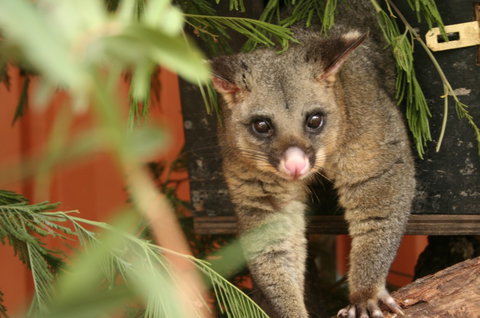 Potoroo Palace - Accommodation Brunswick Heads 3