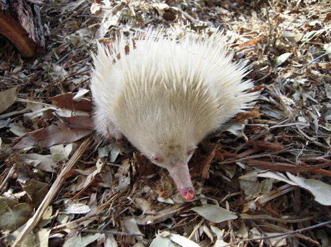 Potoroo Palace - Accommodation Brunswick Heads 4