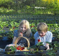 Blue Hills Berries  Cherries - Accommodation Brunswick Heads