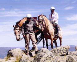 High Country Horses - Accommodation Brunswick Heads 3