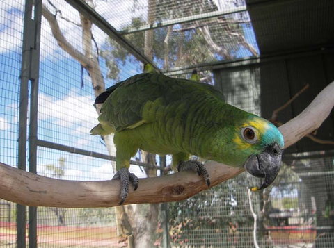 Darling Downs Zoo - Accommodation Brunswick Heads 1
