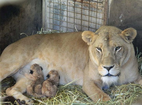 Darling Downs Zoo - Accommodation Brunswick Heads 2