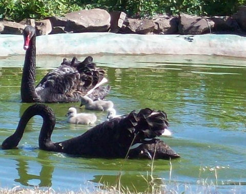 Darling Downs Zoo - Accommodation Brunswick Heads 3