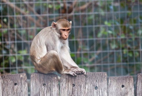 Darling Downs Zoo - Accommodation Brunswick Heads 5