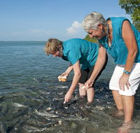 Aquascene Fish Feeding Sanctuary - Accommodation Brunswick Heads
