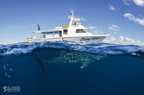 Three Islands Whale Shark Dive - Accommodation Brunswick Heads 4