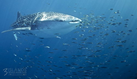 Three Islands Whale Shark Dive - Accommodation Brunswick Heads 5