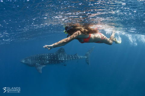 Three Islands Whale Shark Dive - Accommodation Brunswick Heads 6