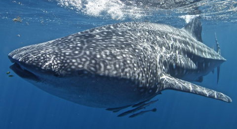 Three Islands Whale Shark Dive - Accommodation Brunswick Heads 7