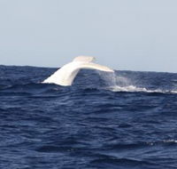 Australian Whale Watching - Accommodation Brunswick Heads