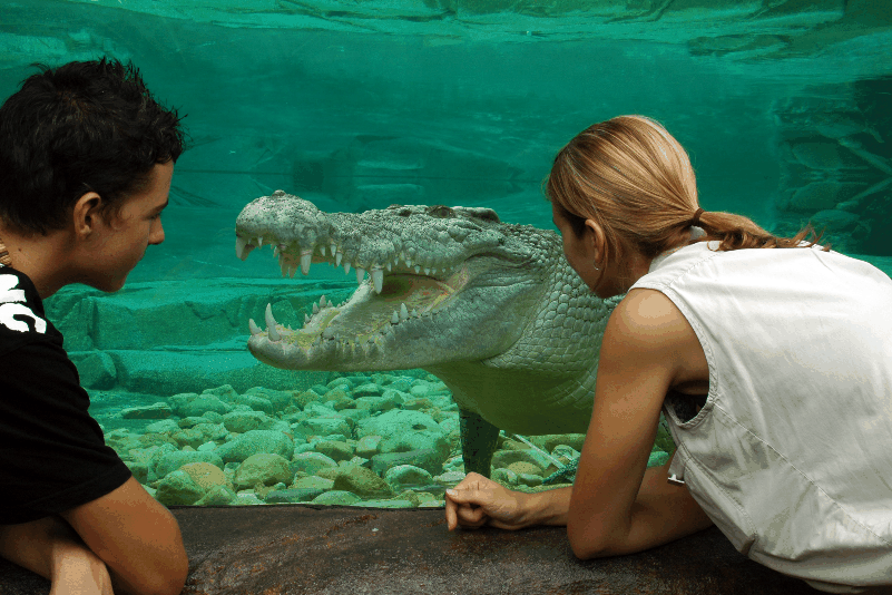 Cairns Wildlife Dome - Accommodation Brunswick Heads 1