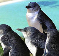 Rockingham Wild Encounters - Accommodation Brunswick Heads