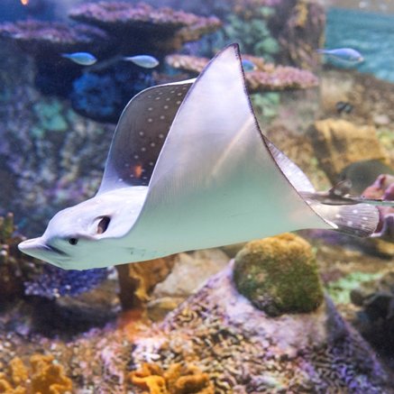 Melbourne Aquarium - Accommodation Brunswick Heads 4