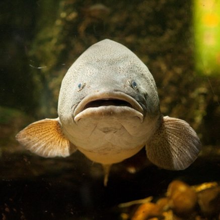 Melbourne Aquarium - Accommodation Brunswick Heads 5