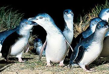 Bunyip Tours - Accommodation Brunswick Heads 4
