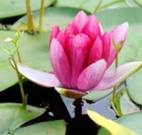 The Lotus Day Spa and Retreat - Accommodation Brunswick Heads