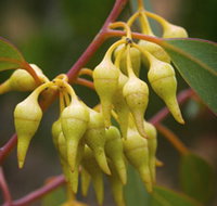 Mount Short Scenic Drive - Accommodation Brunswick Heads