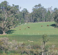 Scenic Drives - Bunbury Collie Donnybrook - Accommodation Brunswick Heads