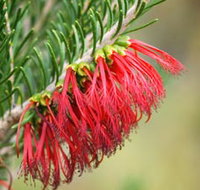 Ethel Daw Scenic Drive - Accommodation Brunswick Heads
