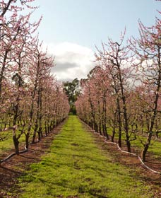 Raeburn Orchards - Accommodation Brunswick Heads 0
