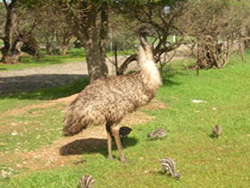 Minlaton SA Accommodation Brunswick Heads