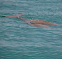Dugongs - Accommodation Brunswick Heads