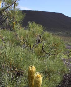  Accommodation Brunswick Heads
