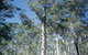 Diamond Tree Lookout Manjimup - thumb 0