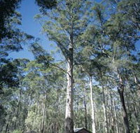 Diamond Tree Lookout Manjimup - Accommodation Brunswick Heads