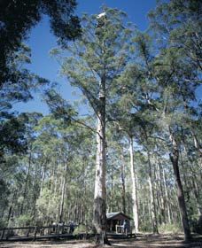 Diamond Tree Lookout Manjimup - Accommodation Brunswick Heads 0