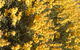 Dalwallinu Remnant Bushland - thumb 0
