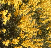 Dalwallinu Remnant Bushland - Accommodation Brunswick Heads