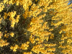 Dalwallinu Remnant Bushland - Accommodation Brunswick Heads 0