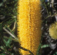 Moore River National Park - Accommodation Brunswick Heads